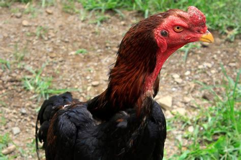 gallo gallina en venta|gallo de raza.